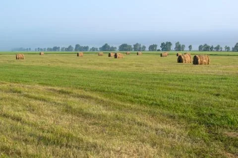 Haying, harvesting, lots of haystack in the fields on a Sunny day Stock Photos