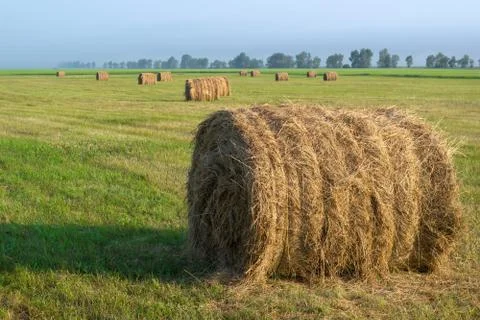 Haying, harvesting, lots of haystack in the fields on a Sunny day Stock Photos