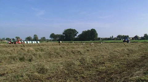 Haying in Holland. A tractor forms a windrow, a bale slicer collects Stock Footage 39563727