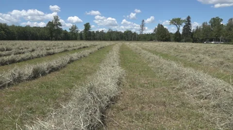 Haying square bales with a tractor and trailer. Stock Footage 61398014