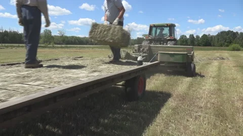 Haying square bales with a tractor and trailer. Stock Footage 61542405