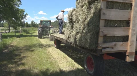 Haying square bales with a tractor and trailer. Stock Footage 61544959