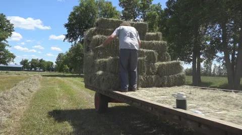 Haying square bales with a tractor and trailer. Stock Footage 61546129