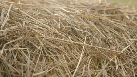 Hayloft dry grass. Large stack of hay or straw close up view. Stock Footage 139747302