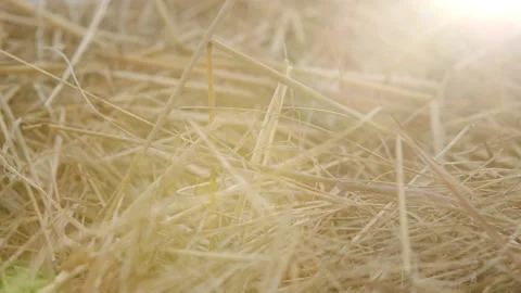 Hayloft dry grass. Large stack of hay or straw close up view. Video stock 139750843