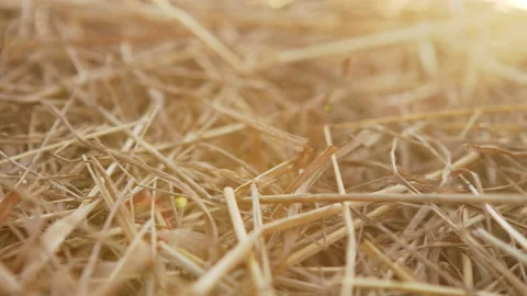 Hayloft dry grass. Large stack of hay or straw close up view. Video stock 139758191