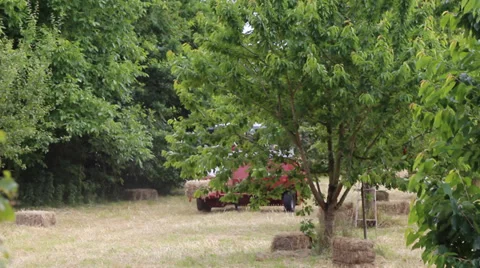 Haymaker behind tree Stock Footage 39734573