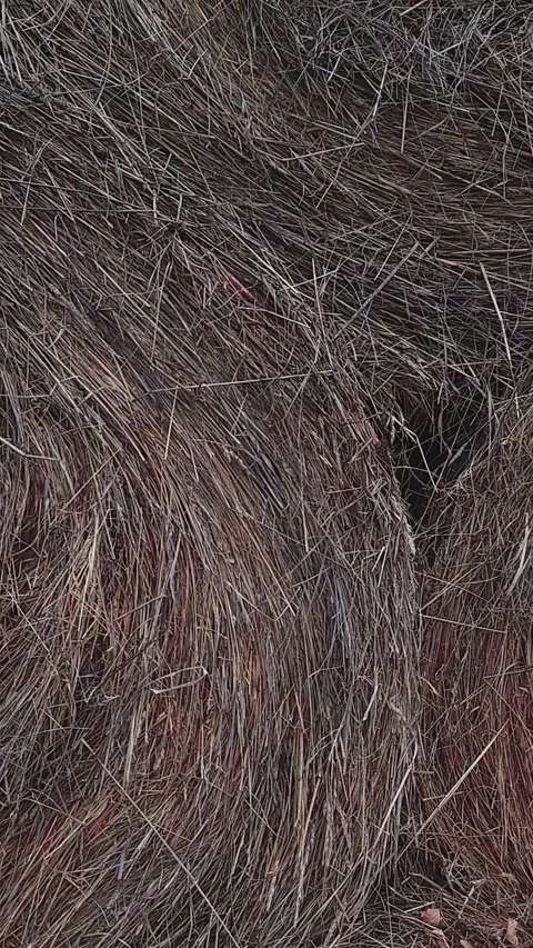 Haymaking on farm: closeup texture of grey hay straw vertical video Vídeo Stock 321029497