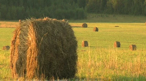 Haymaking Video stock 641554