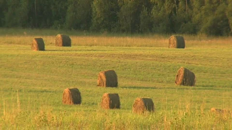 Haymaking 스톡 동영상 641557