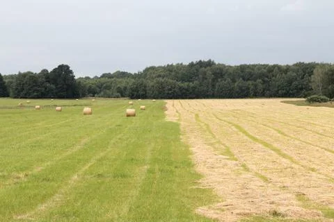 Haymaking, grass for pets. Stock Photos