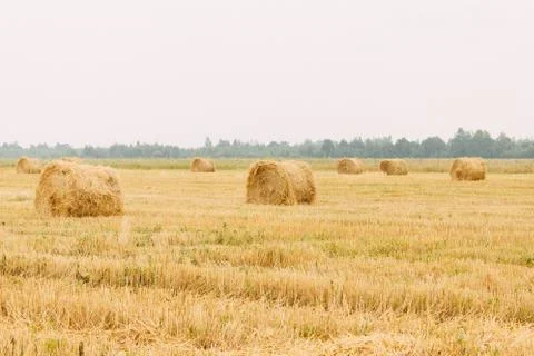 Haymaking, high summer. Foto stock