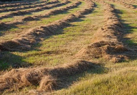Haymaking Stock Photos