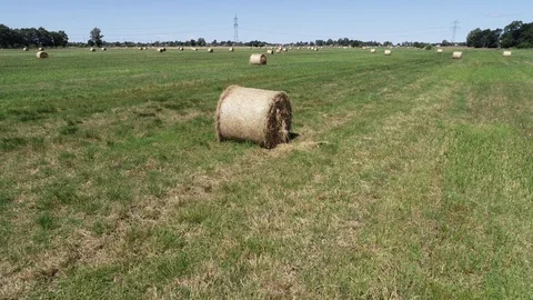 Haymaking processed into round bales in a field Video stock 91862514