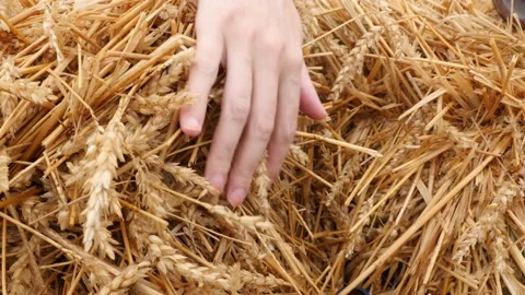 Hayrick and hand Видео 165195534