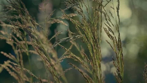 Hays swaying in the wind Video stock 142460092