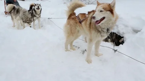 Hayski sled wait bored Vídeo Stock 73800184