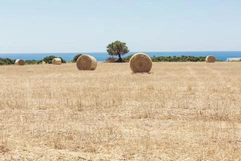 Haystack after harvest Stock Photos