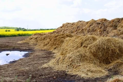 Haystack against the background of rapeseed field Stock Photos