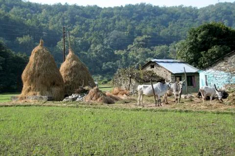 Haystack and Cattle Stock Photos