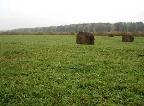 Haystack and field of green grass Stock Photos