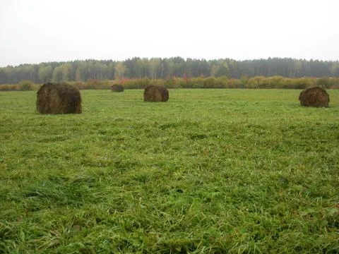 Haystack and field of green grass Stock Photos