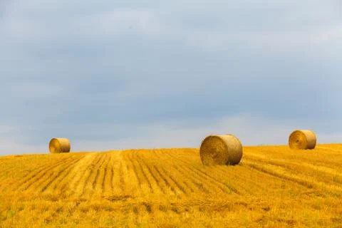 Haystack and Wheat field with blue sky. Stock Photos