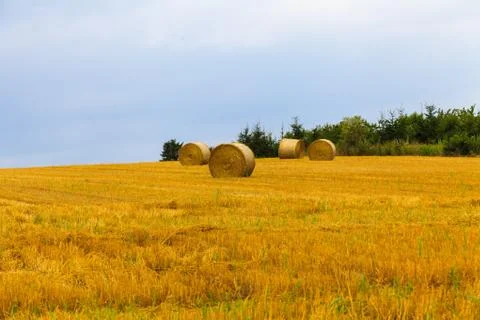 Haystack and Wheat field with blue sky. Stock Photos