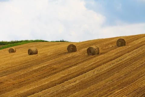Haystack and Wheat field with blue sky. Stock Photos