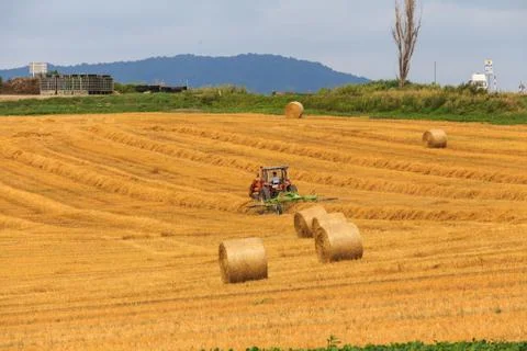 Haystack and wheat field Stock Photos
