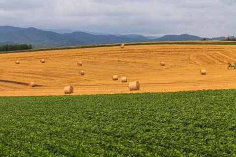 Haystack and Wheat field Stock Photos