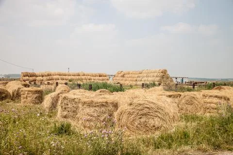 Haystack, animal feed stocks Stock Photos