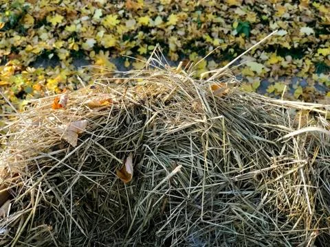 Haystack in the autumn park Stock-Fotos