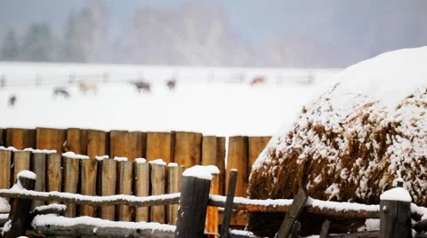 Haystack on the backdrop of snow-covered field with grazing horses 库存影片 978492