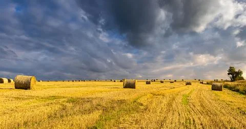 Haystack bale on a golden field landscape at sunset. Rural agricultural sce.. Stock Photos