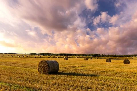 Haystack bale on a golden field landscape at sunset. Rural agricultural sce.. Stock Photos