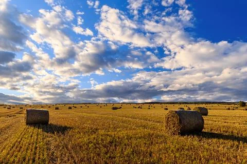 Haystack bale on a golden field landscape at sunset. Rural agricultural sce.. Stock Photos