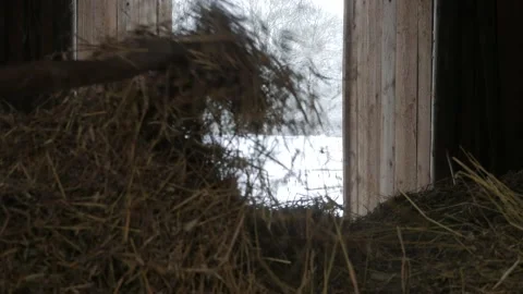 Haystack in a barn. The pitchfork picking up the straw. Winter village 5 Video stock 149808121