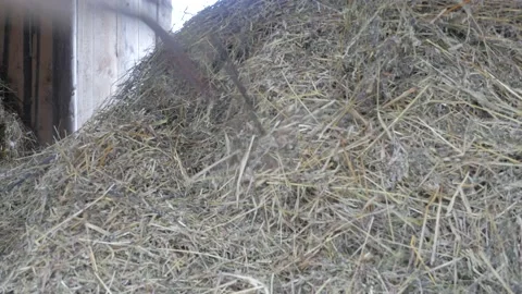Haystack in a barn. The pitchfork rakes the straw.  Winter village 4 Stock-Footage 149808202