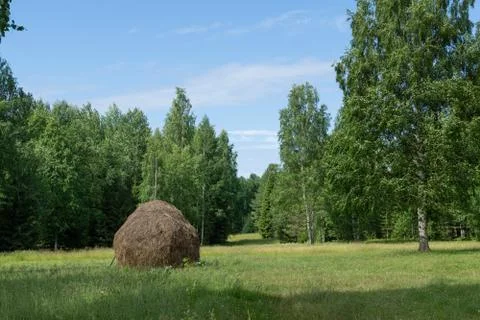A haystack in the clearing of a coniferous forest Stock Photos