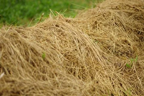 Haystack close-up view in a green field Photos