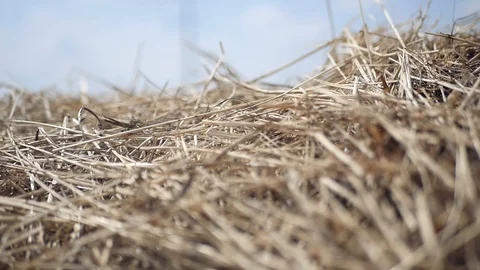 Haystack, closeup with camera movement. slow motion, 1920x1080, full hd Stock Footage 98937319