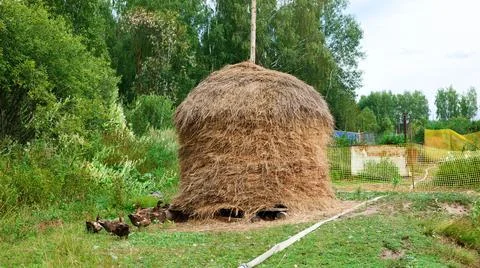 Haystack with Ducks Stock Photos