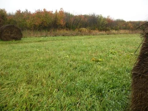 Haystack, fall forest  and field of green grass Stock Photos
