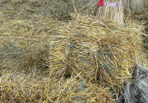 Haystack on a farm. Straw background. Stock Photos