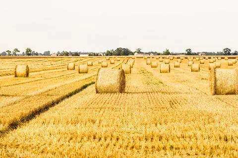 Haystack in the field after harvest. Round bales of hay across a farmer's field Stock Photos