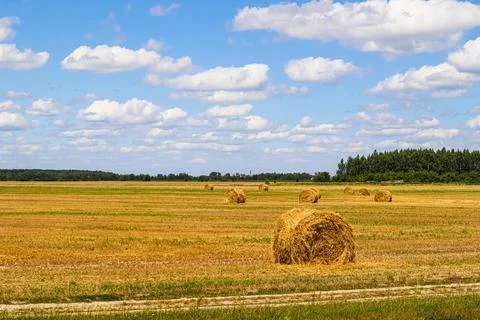 Haystack in the field after harvest. Round bales of hay across a farmer's field Stock Photos