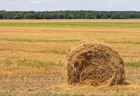 Haystack in the field after harvest. Round bales of hay across a farmer's field Stock Photos