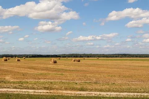 Haystack in the field after harvest. Round bales of hay across a farmer's field 스톡 사진