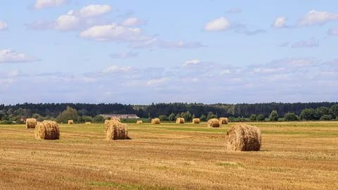 Haystack in the field after harvest. Round bales of hay across a farmer's field Stock Photos